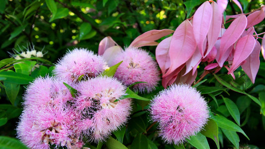 Syzygium Cascade (Lilly Pilly Cascade)