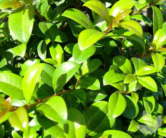 Close-up of Syzygium Australe ‘Pinnacle’ vibrant glossy green leaves, showcasing its dense foliage.