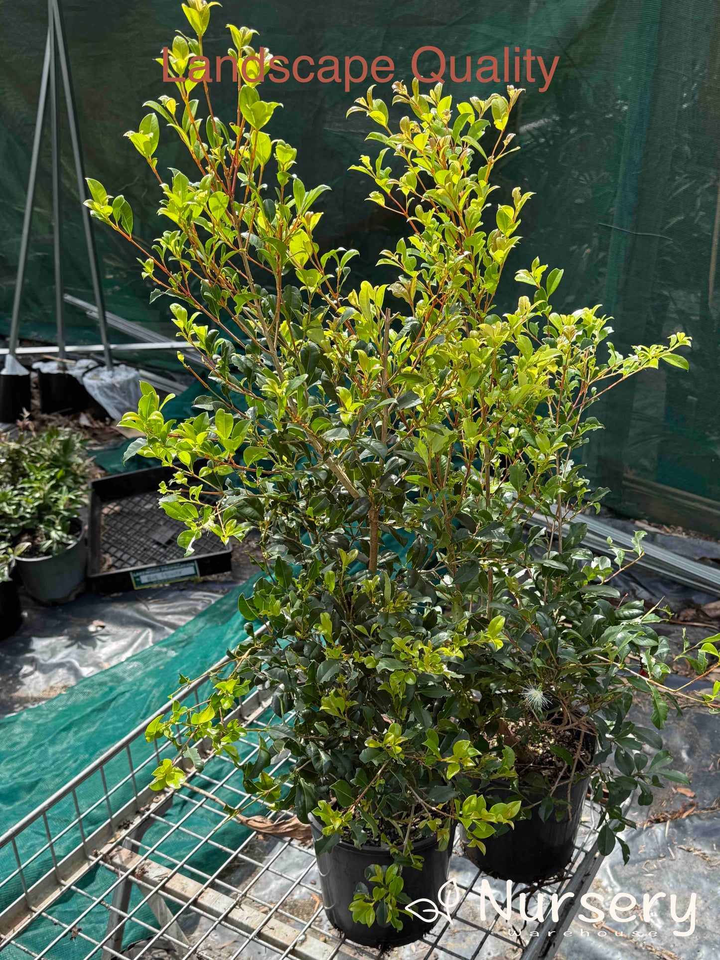 Syzygium Resilience (Lilly Pilly Resilience)