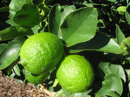 Citrus Latifolia (Lime Tahitian)