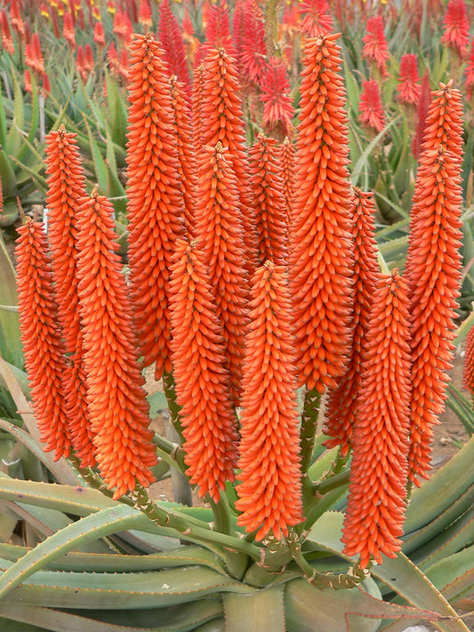 Aloe hybrid (LEO 4306) Tangerine Tree™ (Tangerine Aloe)