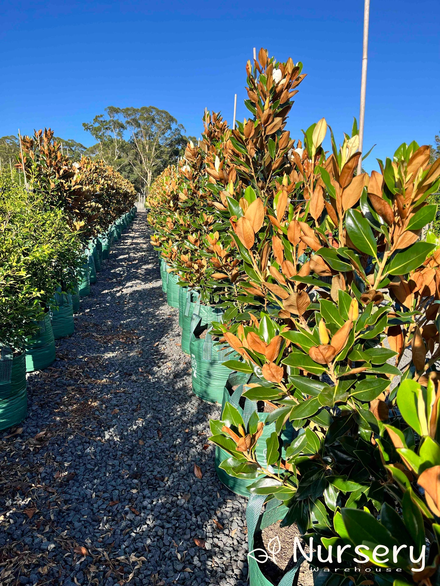 Magnolia Grandiflora (Teddy Bear)