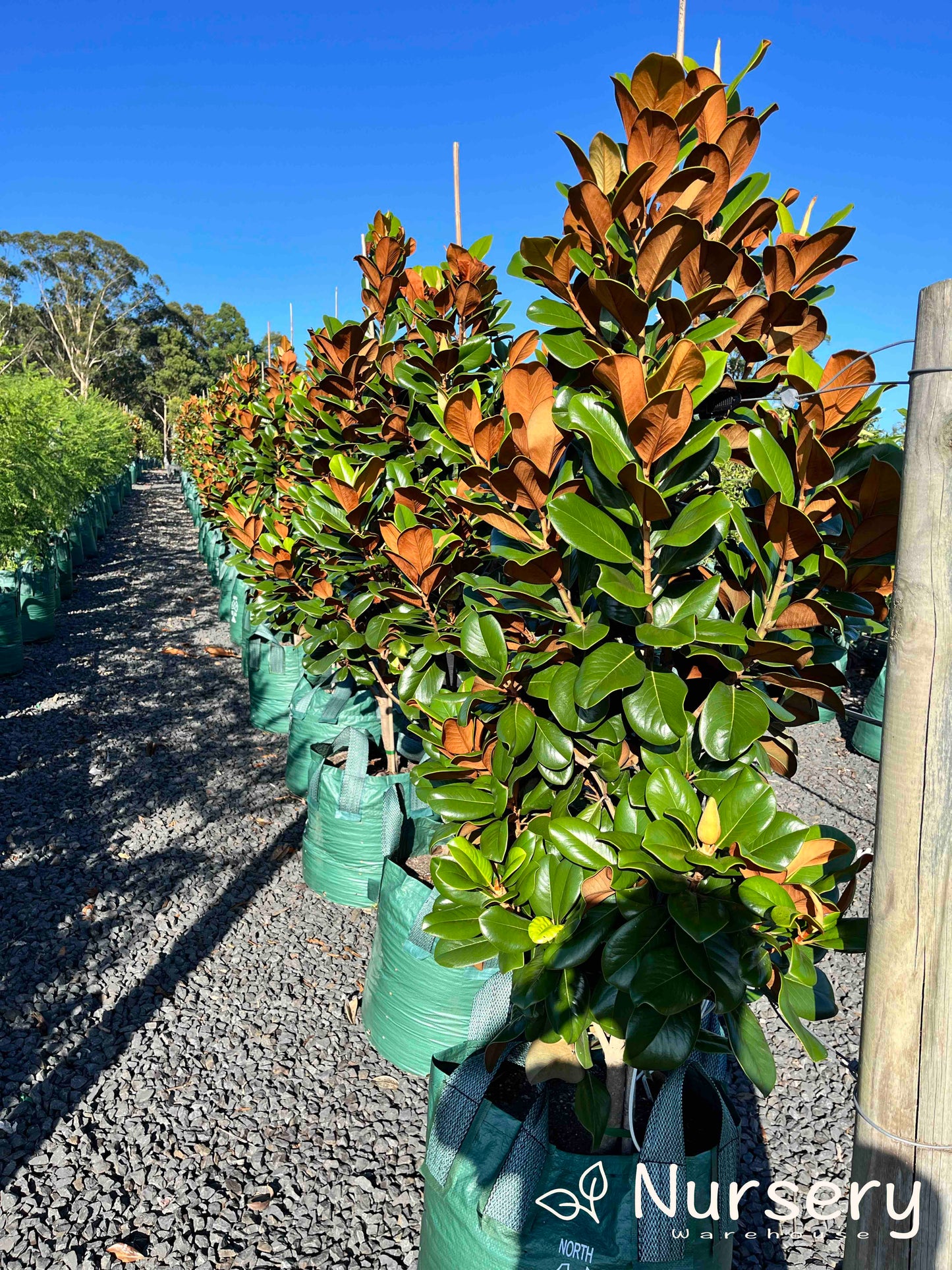 Magnolia Grandiflora (Teddy Bear)