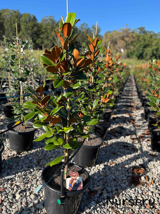 Magnolia Grandiflora (Teddy Bear)