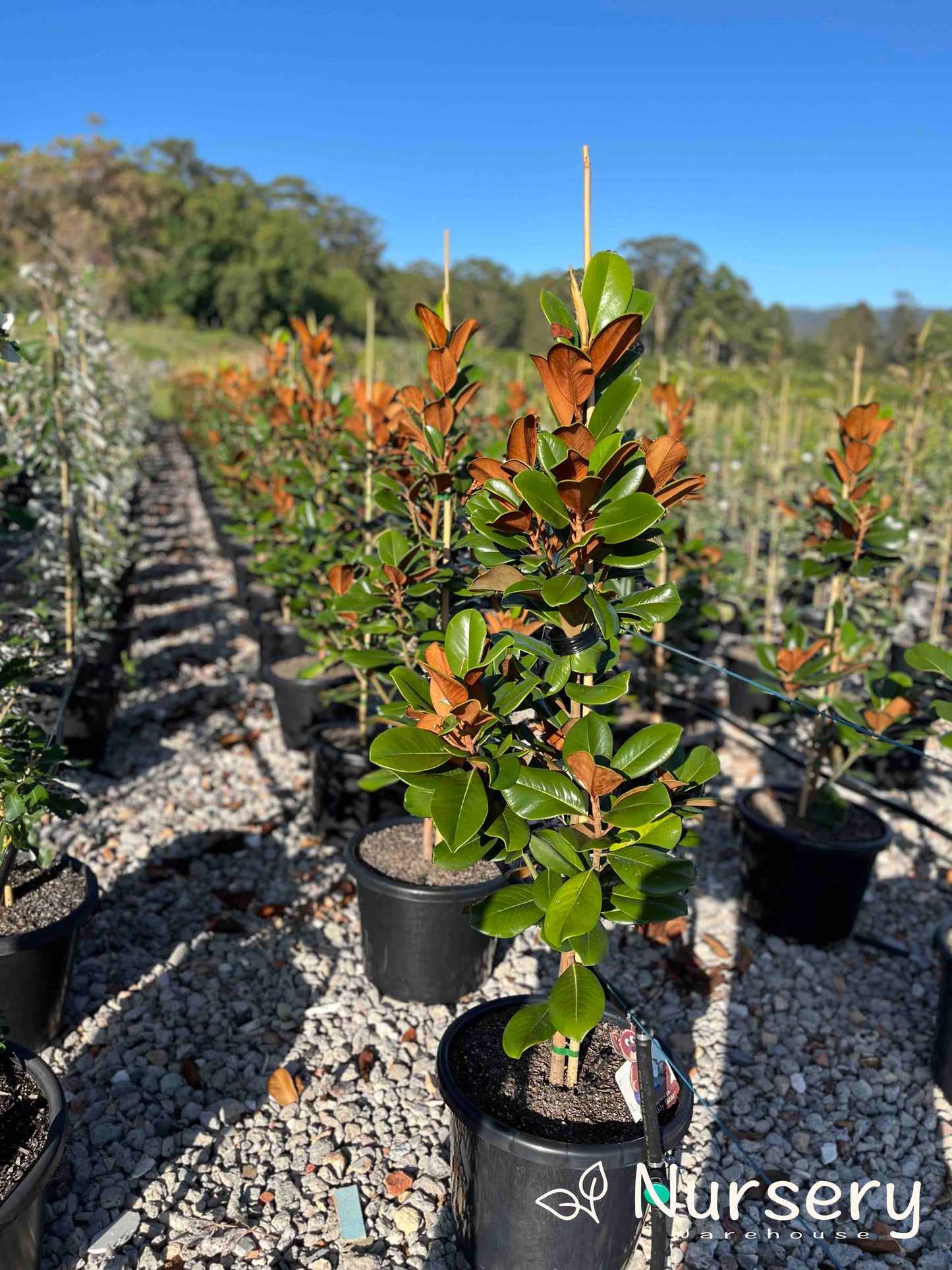 Magnolia Grandiflora (Teddy Bear)