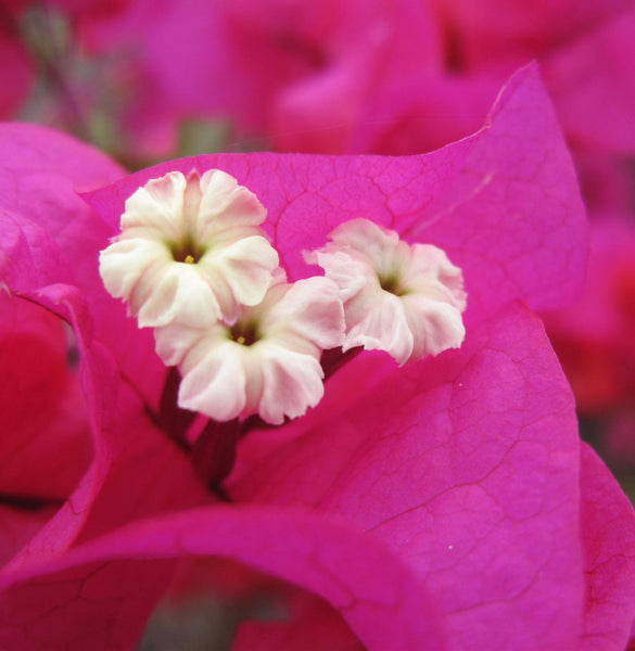 Bougainvillea Glabra (Temple Fire)