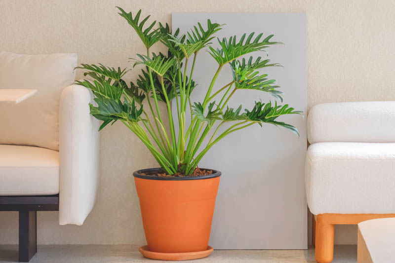 Thaumatophyllum Xanadu in an orange pot, adding tropical charm to a modern lounge room.