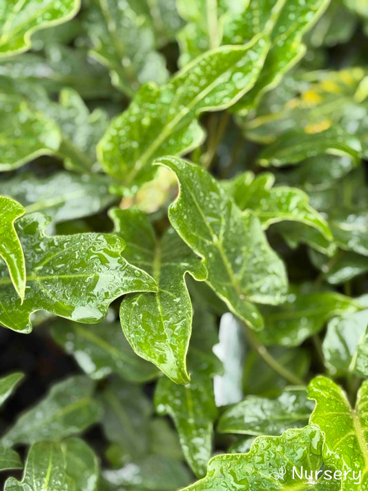 Close-up of Thaumatophyllum Xanadu showing its lush, deeply lobed green leaves.