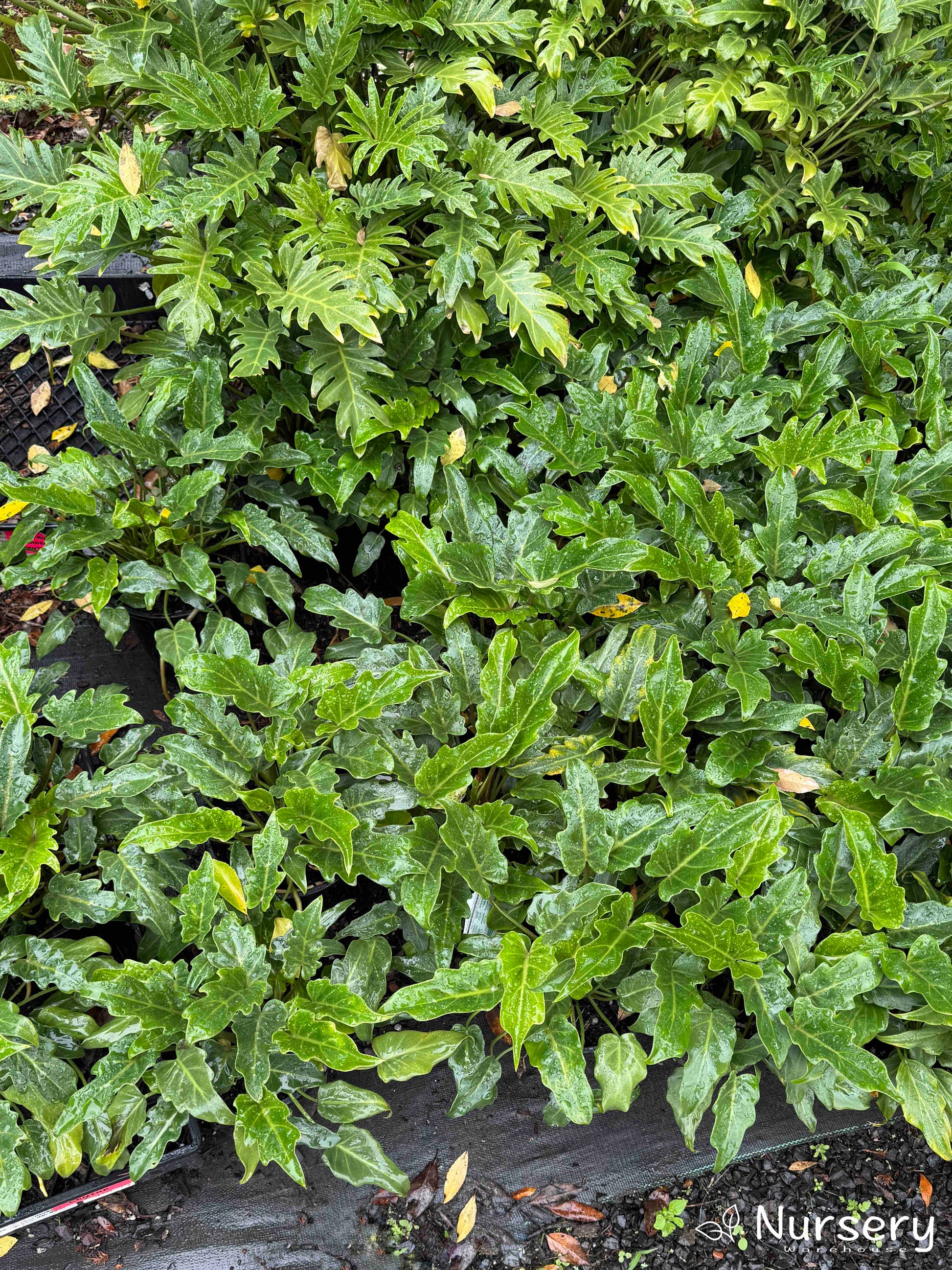 Detailed view of Thaumatophyllum Xanadu foliage displaying its unique, tropical leaf structure.