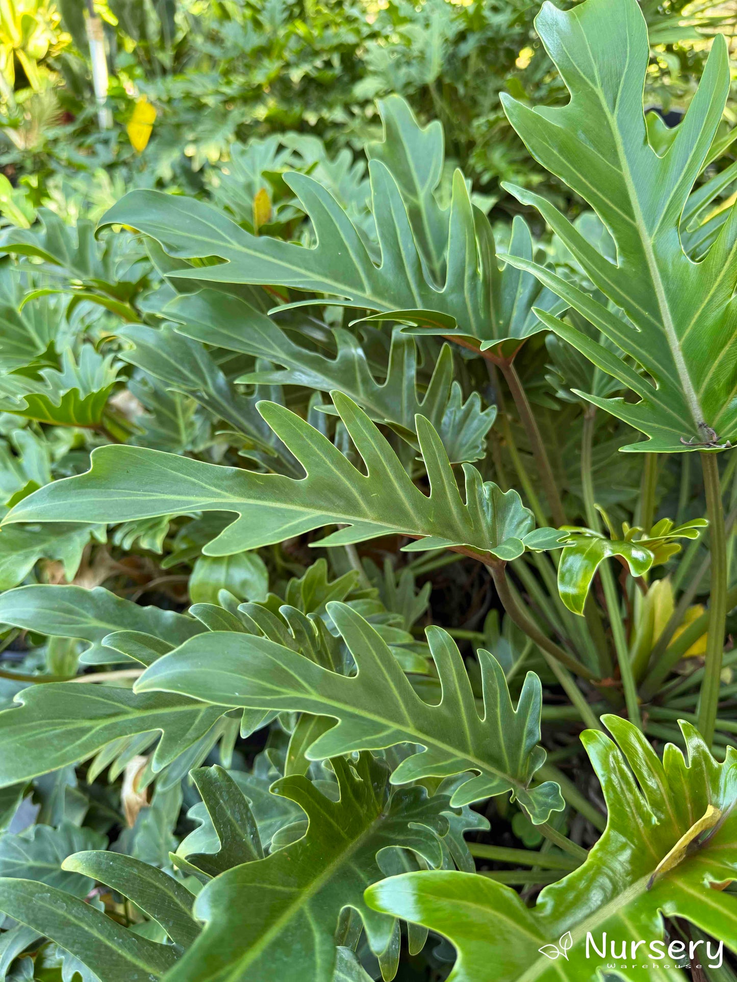 Philodendron Xanadu (Xanadu Philodendron)