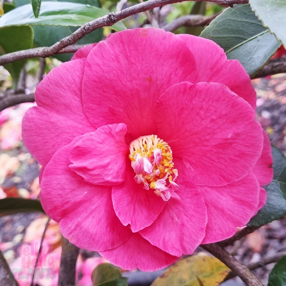 Camellia Japonica 'The Czar' (Red Camellia)