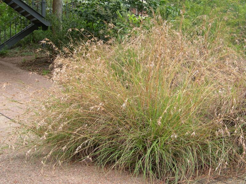 Themeda Australis (Kangaroo Grass)