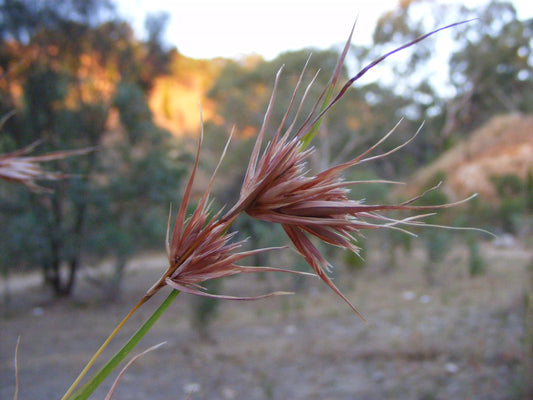 Themeda Australis (Kangaroo Grass)