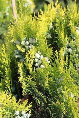 "Close-up of Thuja Orientalis 'Aurea Nana' (Dwarf Golden Arborvitae) showcasing its golden-yellow foliage."