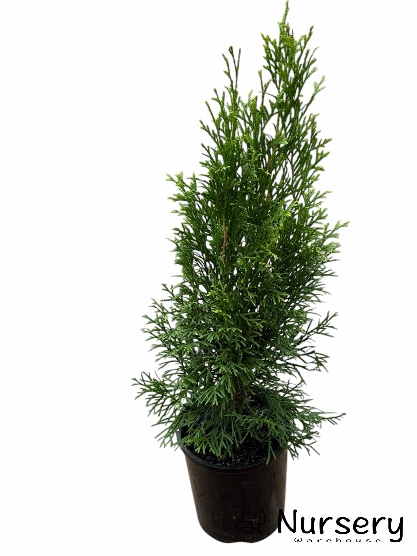 Thuja Smaragd (Emerald Green Arborvitae)