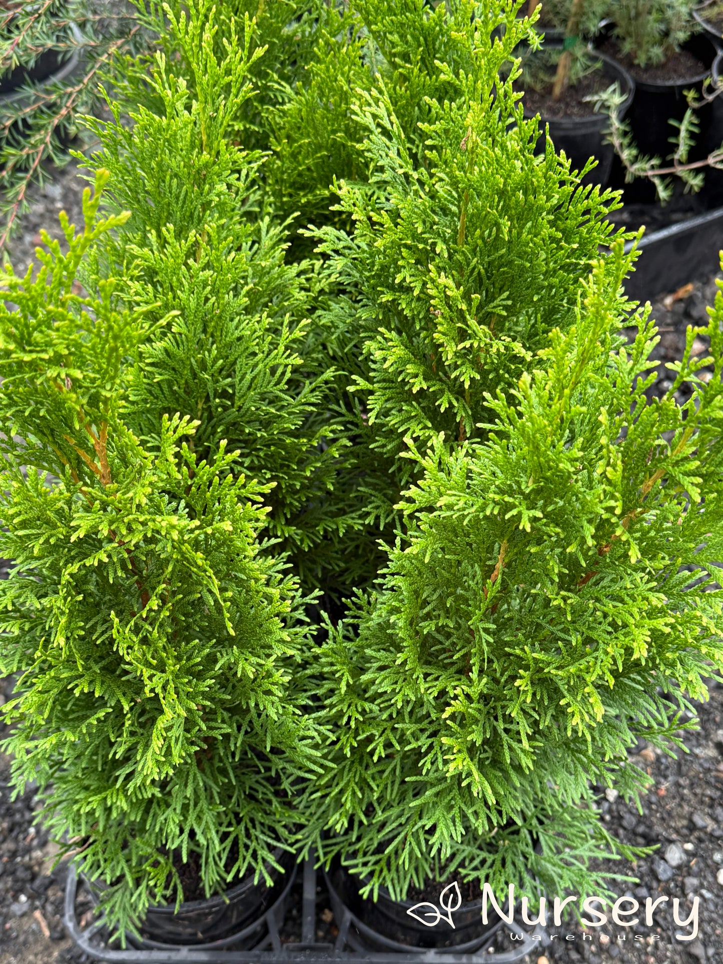 Thuja Smaragd (Emerald Green Arborvitae)