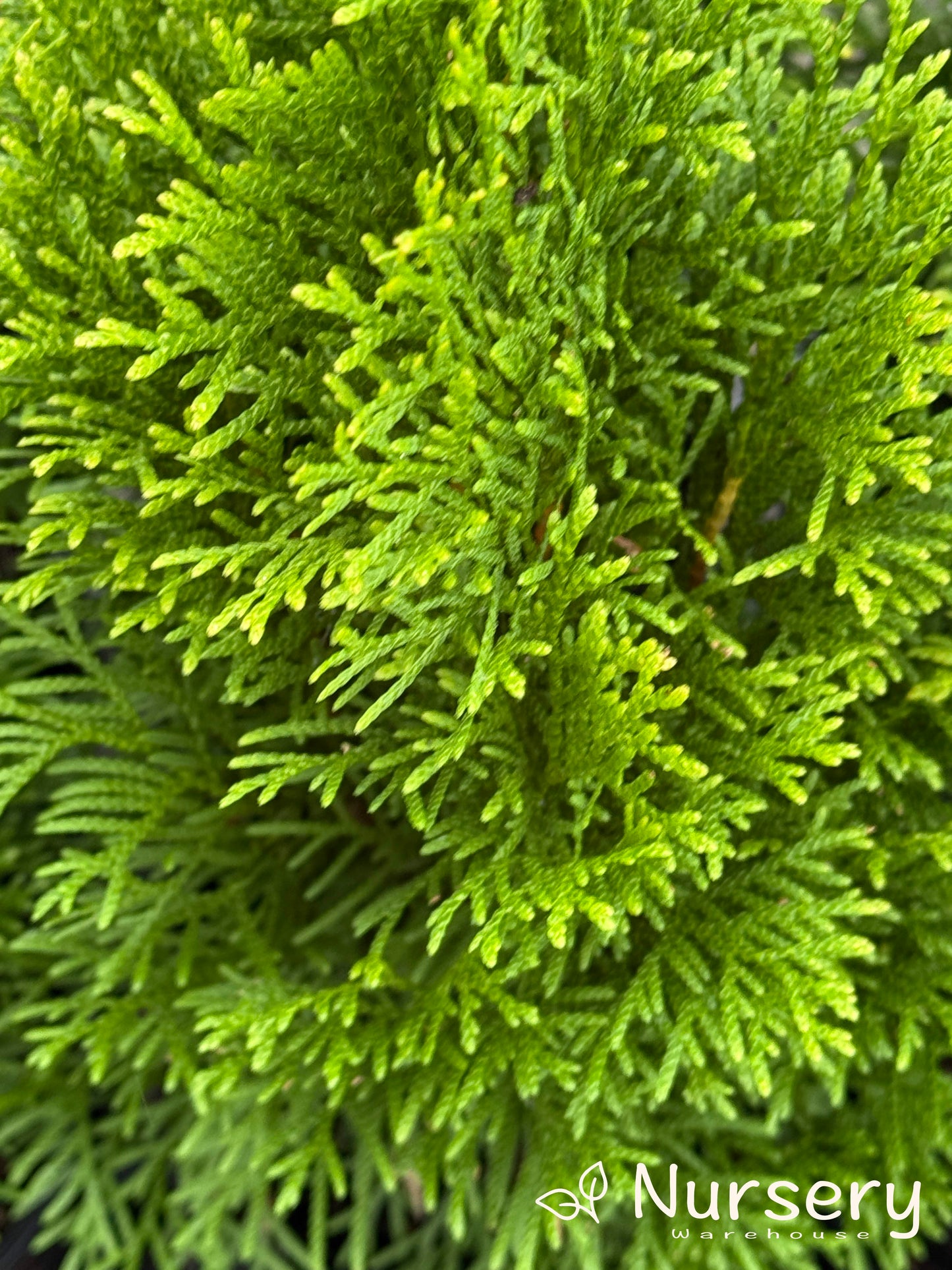 Thuja Smaragd (Emerald Green Arborvitae)