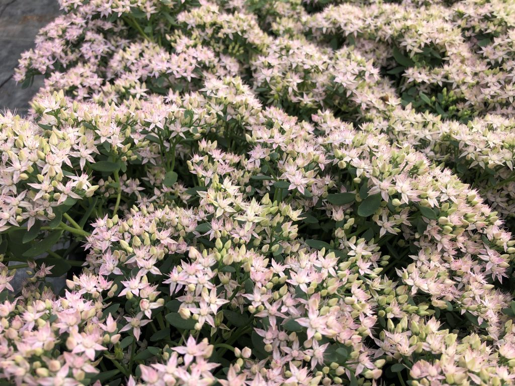 Sedum Thundercloud (Thundercloud Stonecrop)