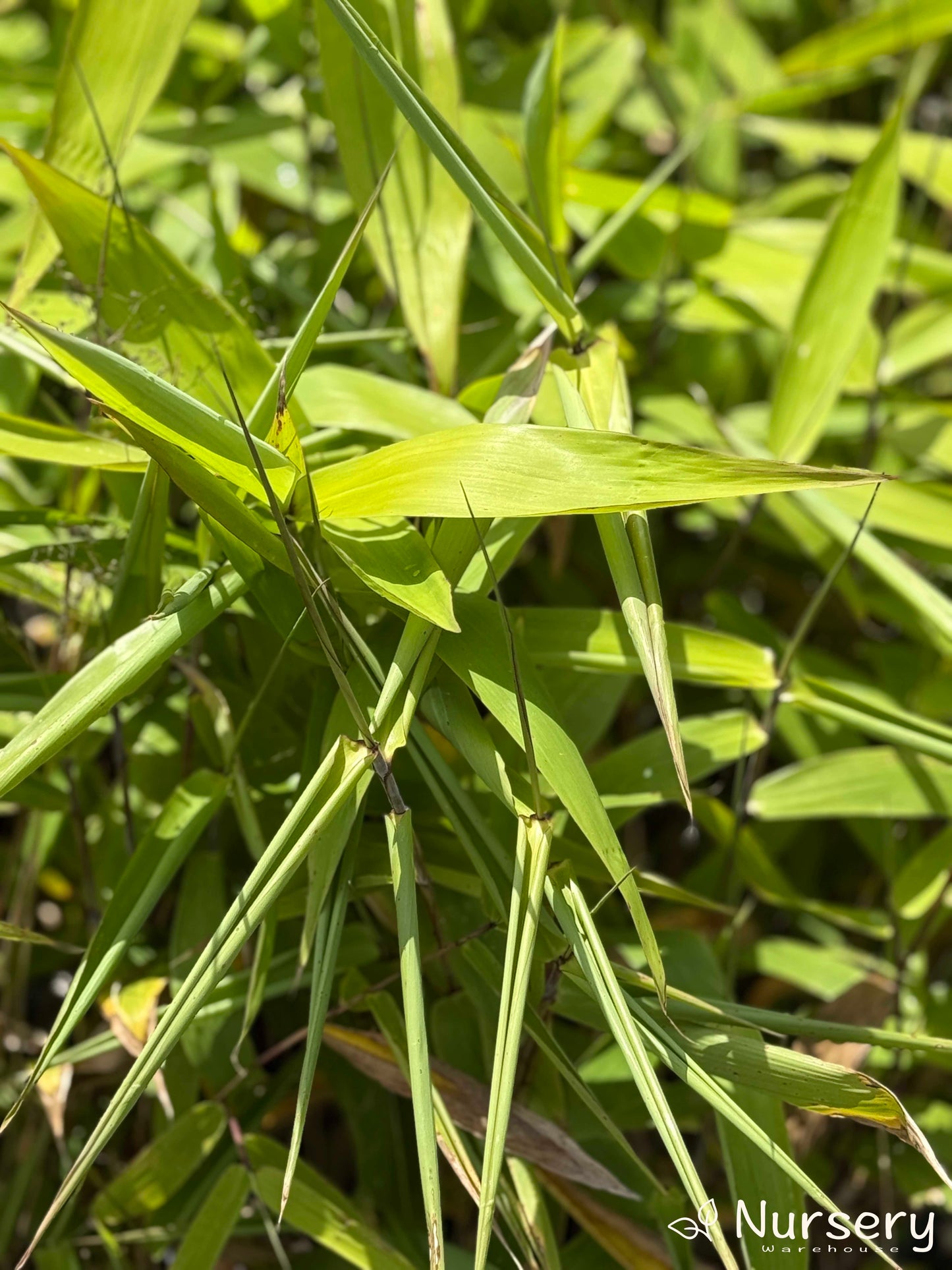 Close-up of Thysanolaena Maxima (Tiger Grass) showcasing its lush green foliage and bamboo-like stems.