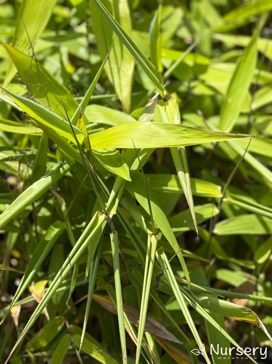 Close-up of Thysanolaena Maxima (Tiger Grass) showcasing its lush green foliage and bamboo-like stems.