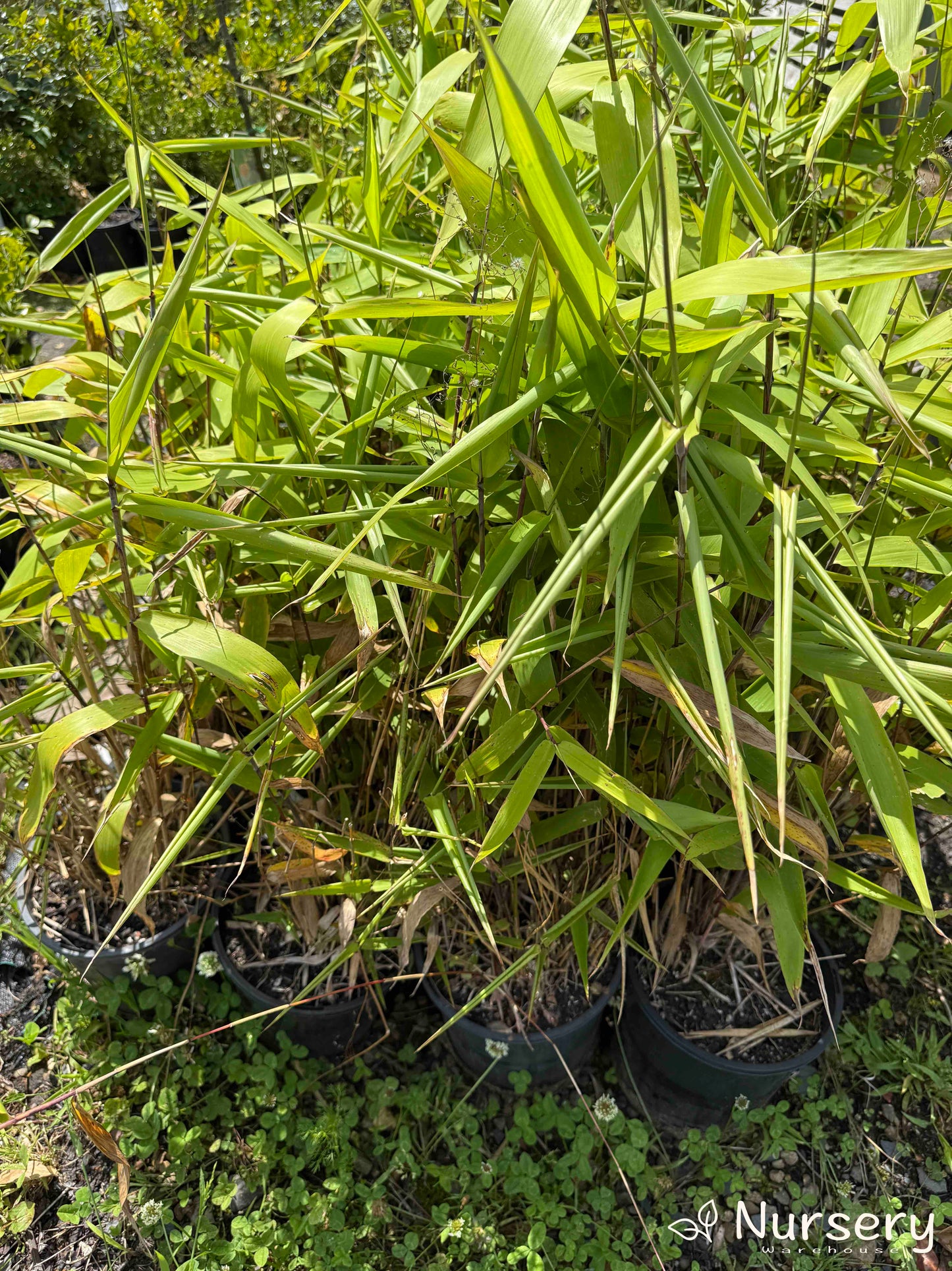 Thysanolaena Maxima (Tiger Grass) plants in pots at the Nursery Warehouse, ready for purchase.