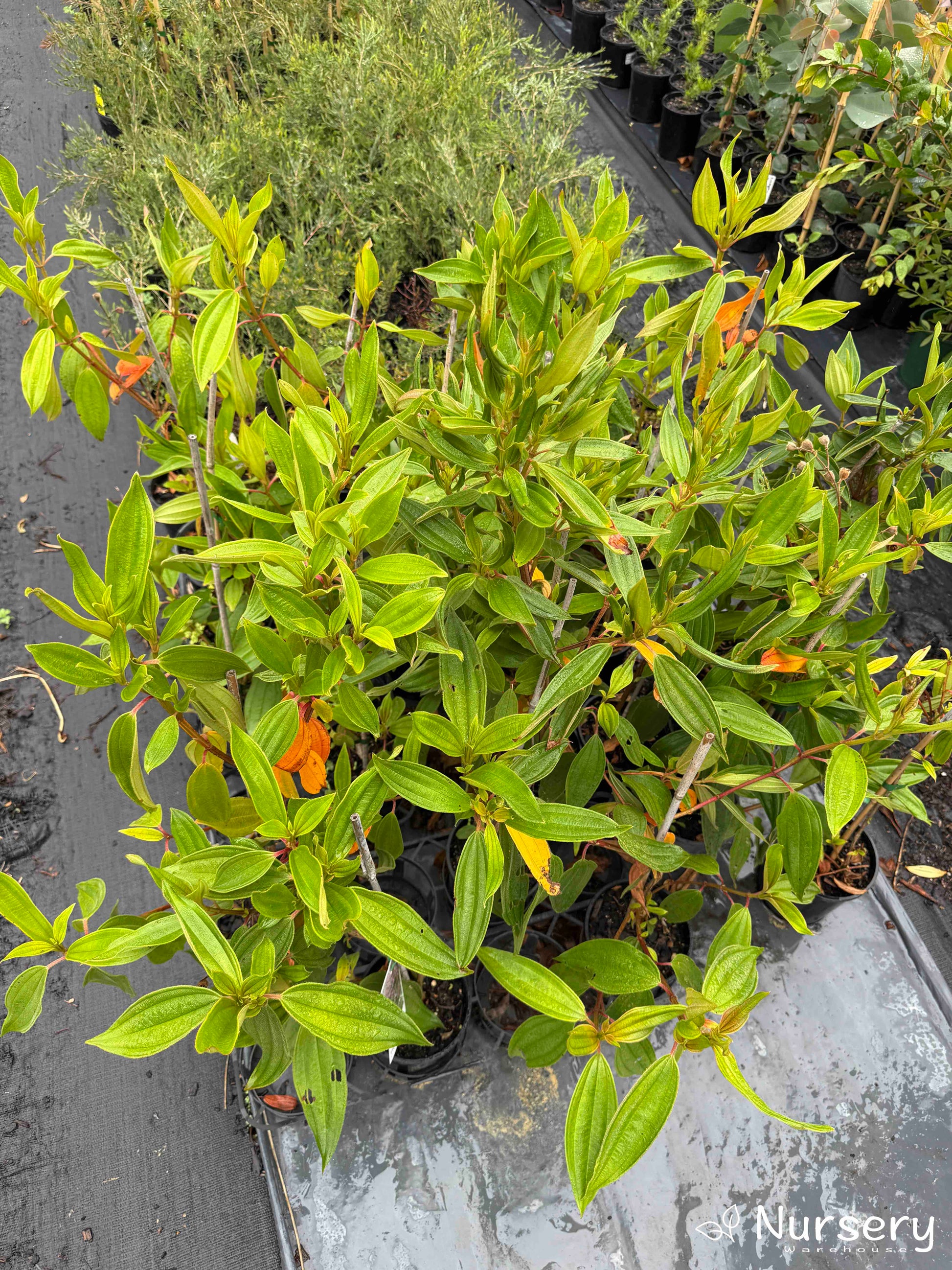 Multiple Tibouchina Alstonville plants in pots at Nursery Warehouse, ready for purchase.