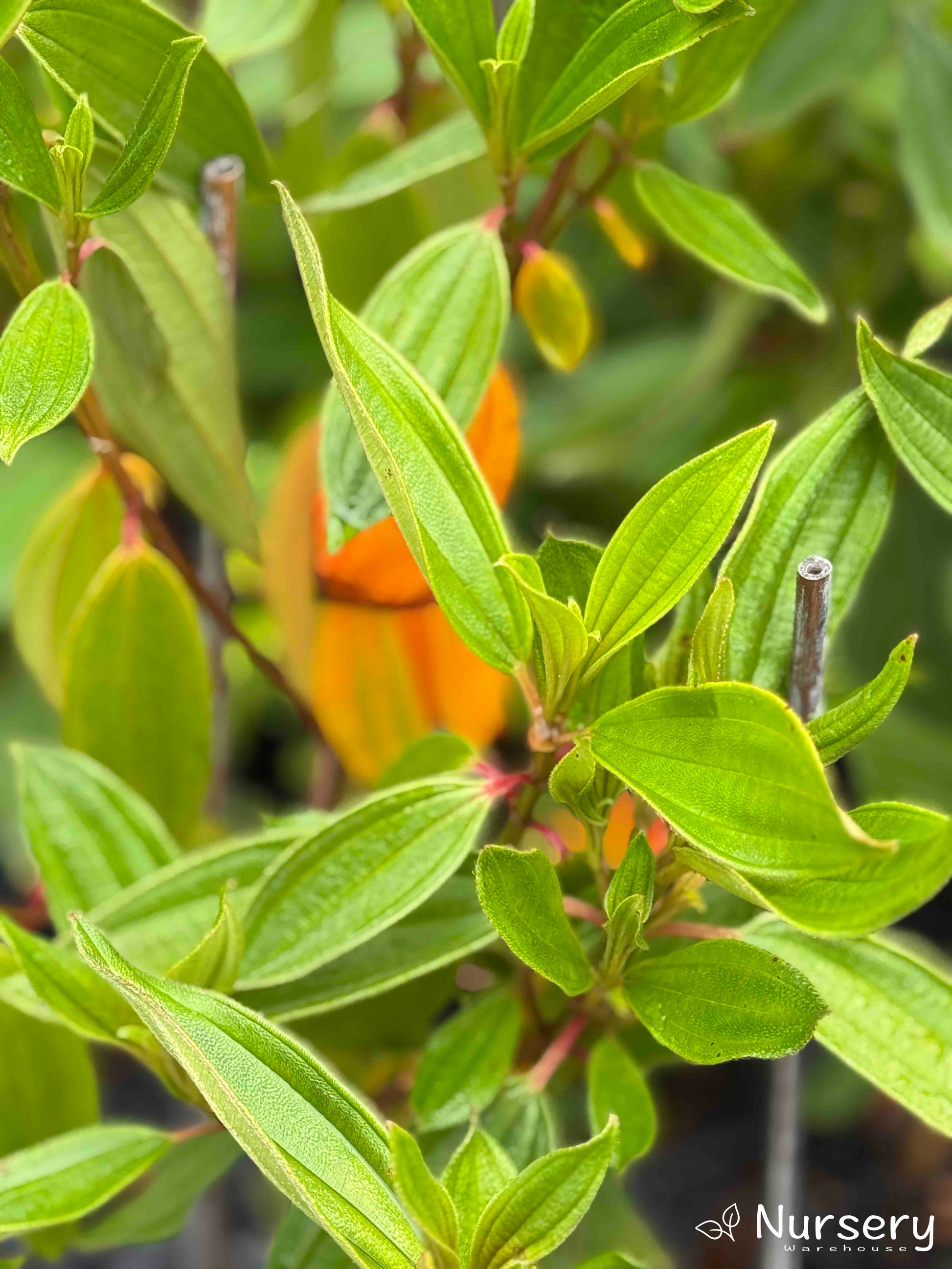 Close-up of Tibouchina Alstonville leaves displaying their lush, deep green colour.