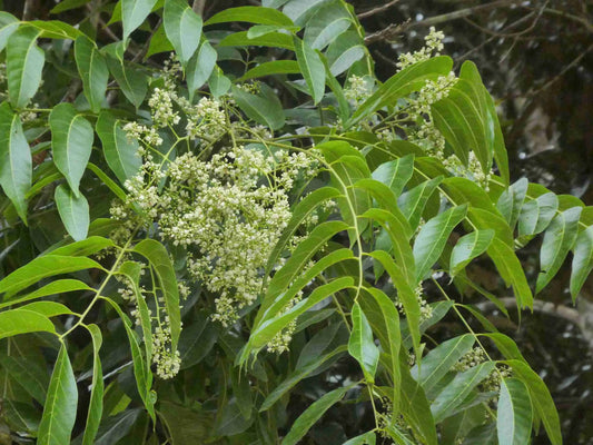 Toona Ciliata (Australian Red Cedar)