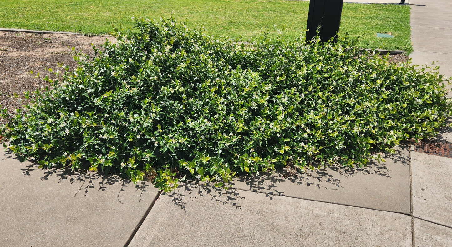 Trachelospermum Asiaticum (Asian Star Jasmine)