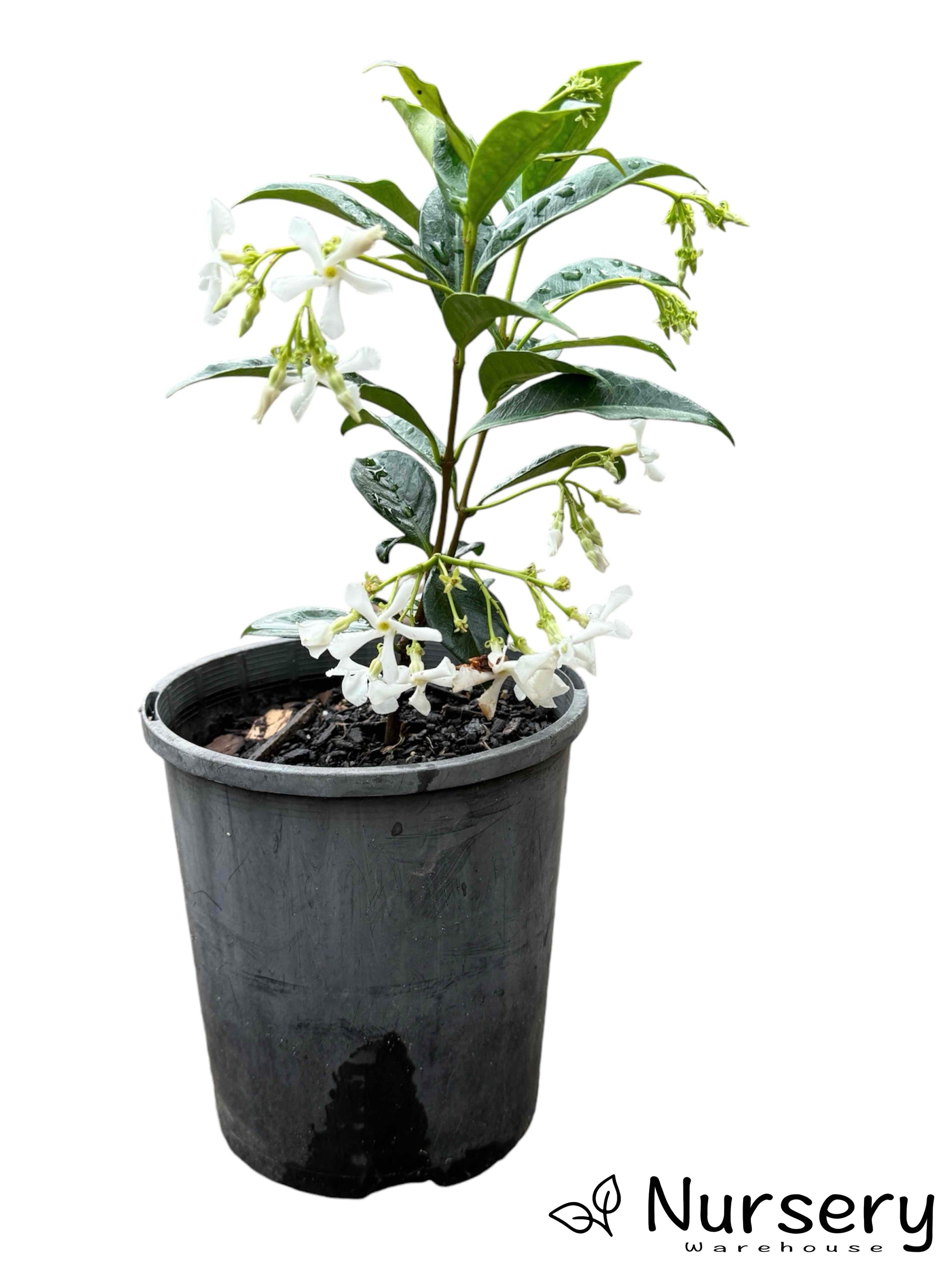 "Trachelospermum Jasminoides (Star Jasmine) in a 140mm pot, ready for sale."