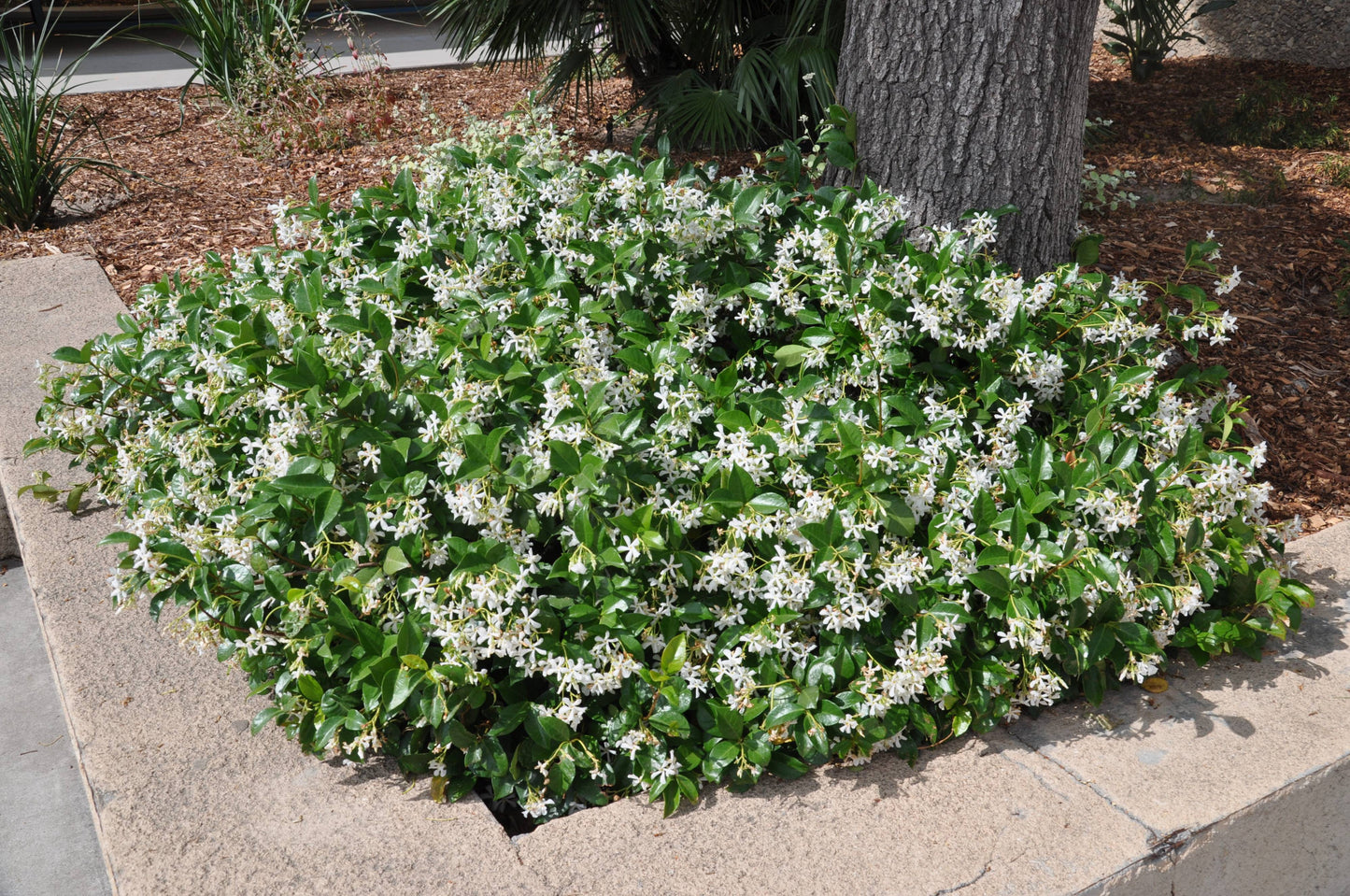 "Trachelospermum Jasminoides (Star Jasmine) used as ground cover around a tree at the front of a house, adding lush greenery and white flowers."