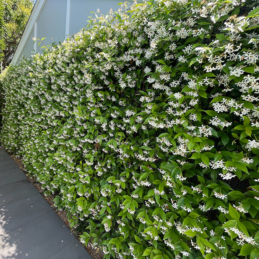 "Trachelospermum Jasminoides (Star Jasmine) used as a hedge in a backyard, showcasing dense green foliage and white flowers."