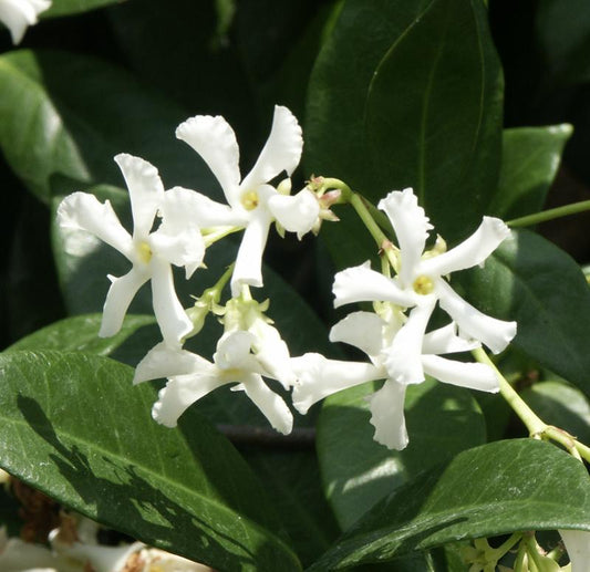 "Close-up of Trachelospermum Jasminoides (Star Jasmine) with star-shaped white flowers in bloom."