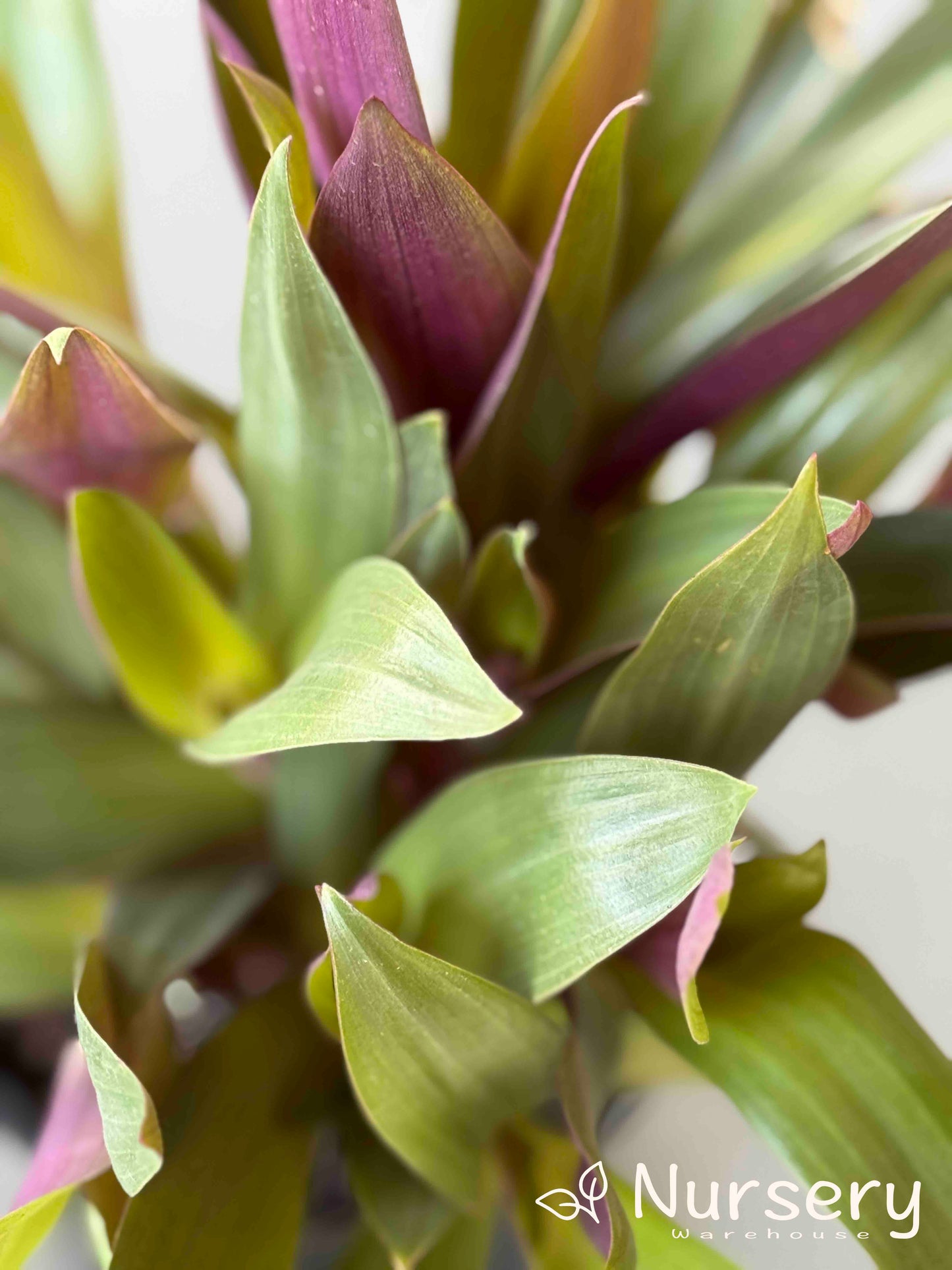 Close-up of Tradescantia Spathacea (Moses In The Cradle) showing its vibrant green sword-shaped leaves with deep purple undersides.