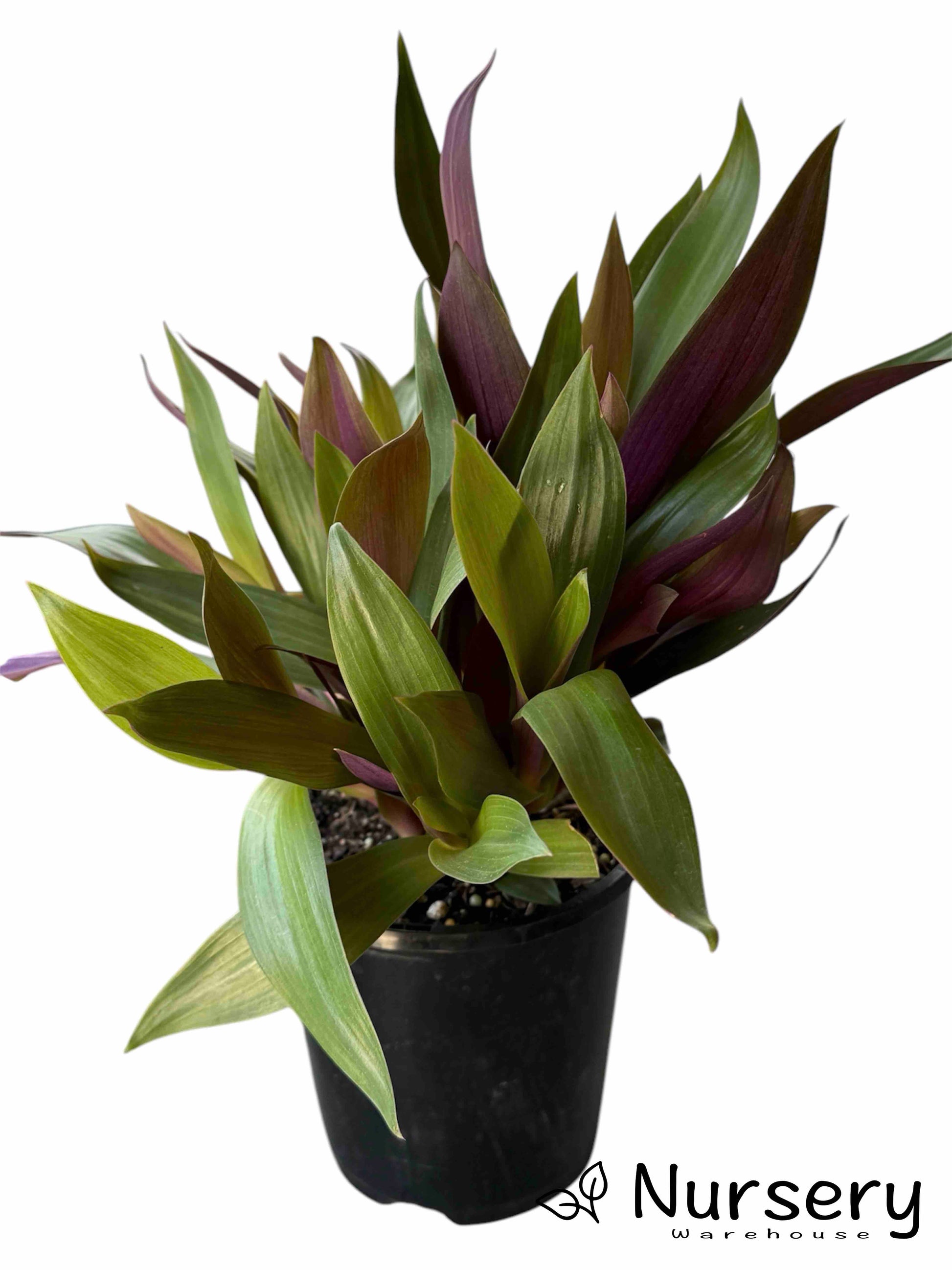 Tradescantia Spathacea (Moses In The Cradle) in a 140mm pot for sale, displaying its striking foliage.