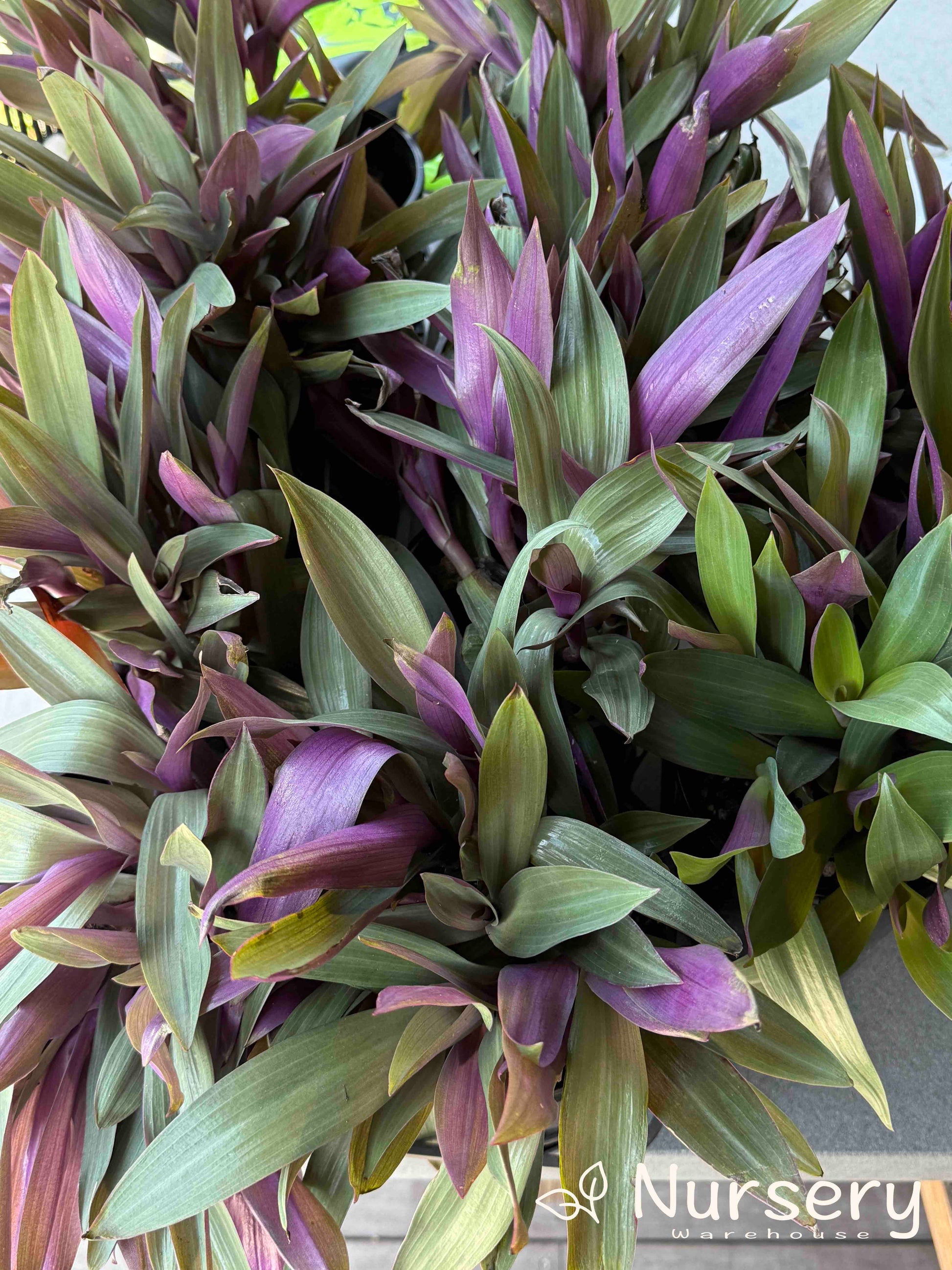 Tray of Tradescantia Spathacea (Moses In The Cradle) plants ready for sale, showcasing their lush green and purple leaves.