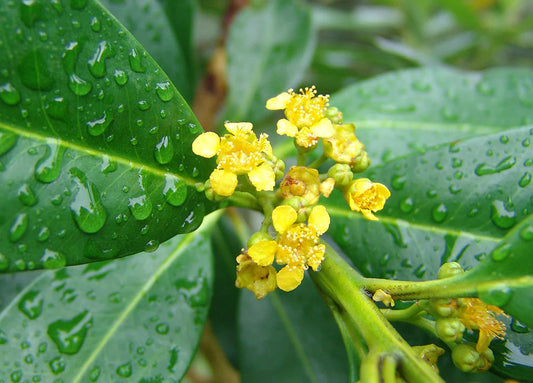 Tristaniopsis Laurina (Luscious®)