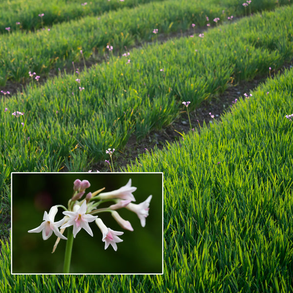 Tulbaghia alba (White Society Garlic)