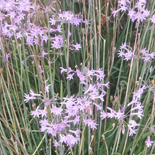 Tulbaghia Violacea (Society Garlic)