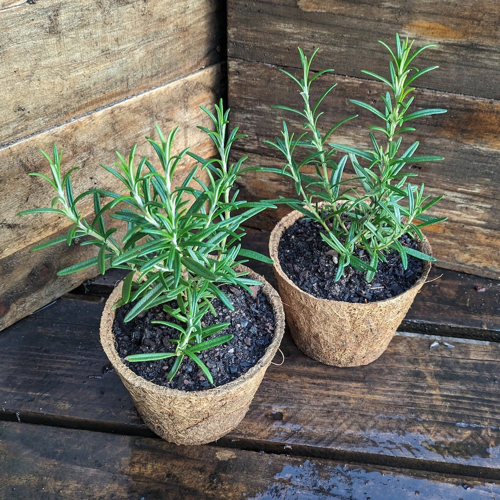 Salvia Rosmarinus ‘Tuscan Blue’ (Rosemary ‘Tuscan Blue’)