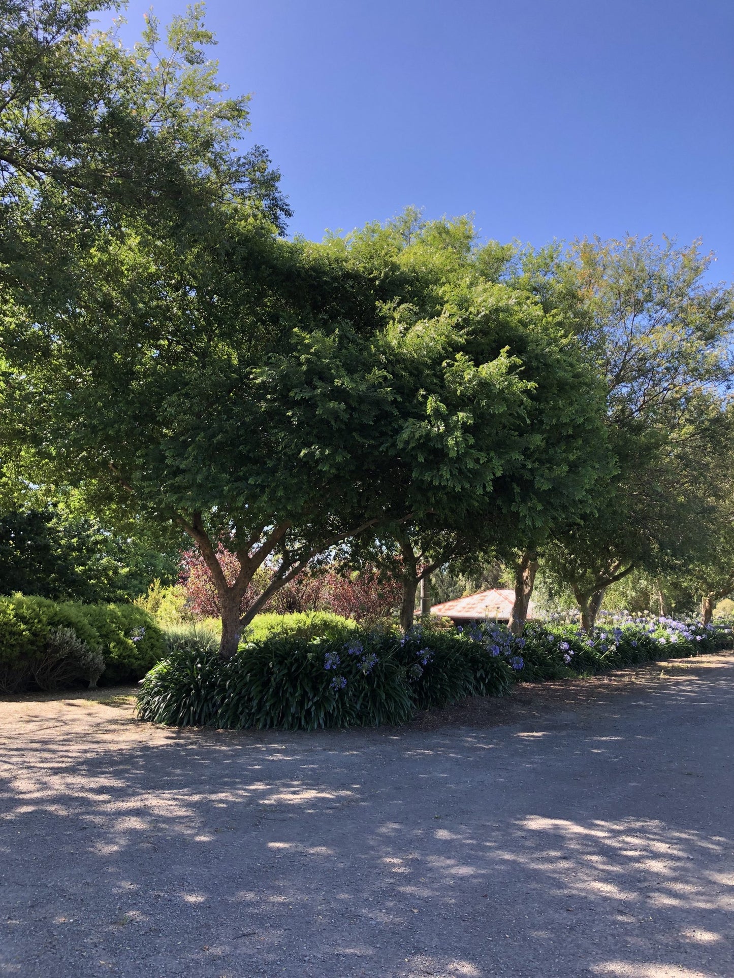 Ulmus Parvifolia 'Burnley Select' (Burnley Select Chinese Elm)