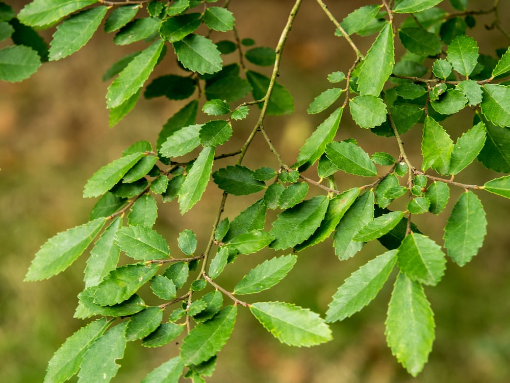 Detailed close-up of Ulmus parvifolia 'Todd' (Chinese Elm 'Todd') leaves, showcasing their vibrant green colour and unique shape, ideal for urban and suburban planting.
