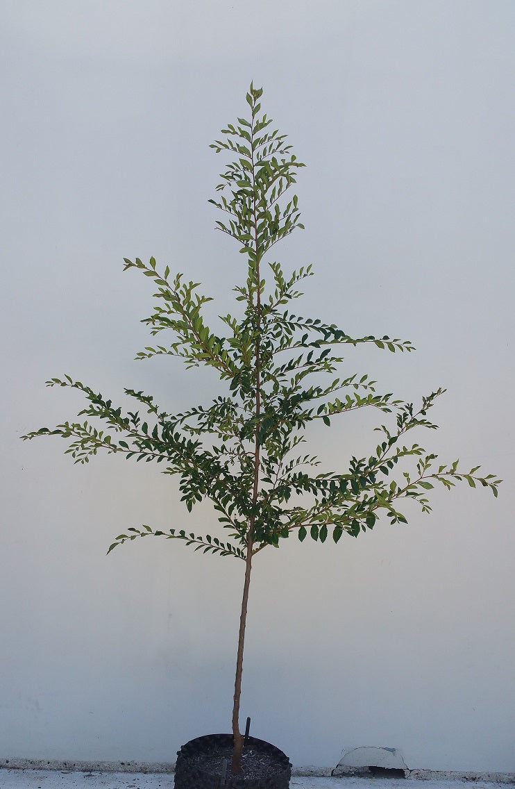 Small Ulmus parvifolia 'Todd' (Chinese Elm 'Todd') tree establishing in a garden setting, demonstrating its vigorous growth and adaptability in various soil conditions.
