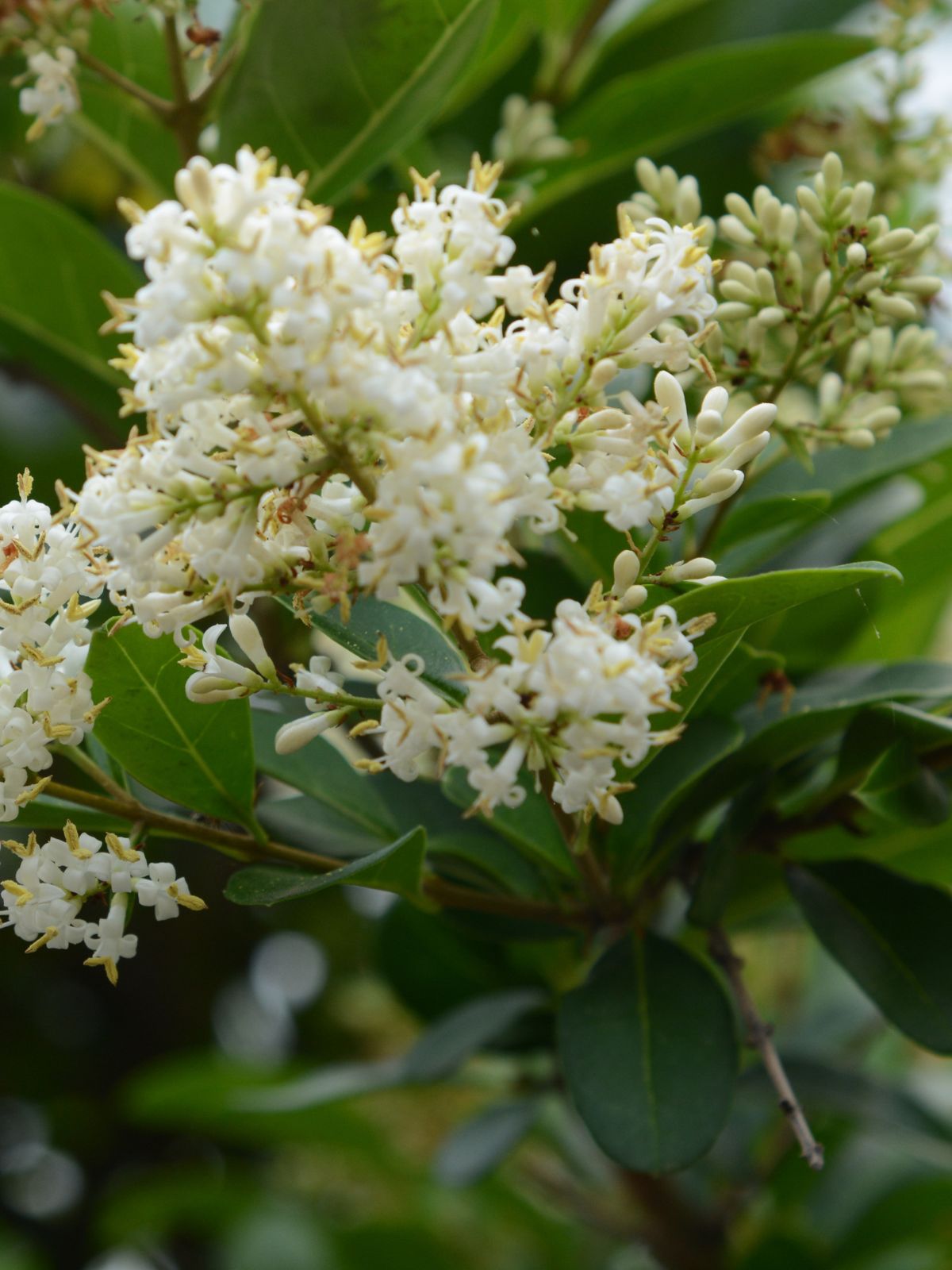 Viburnum Dense Fense (Dense Fense Viburnum)