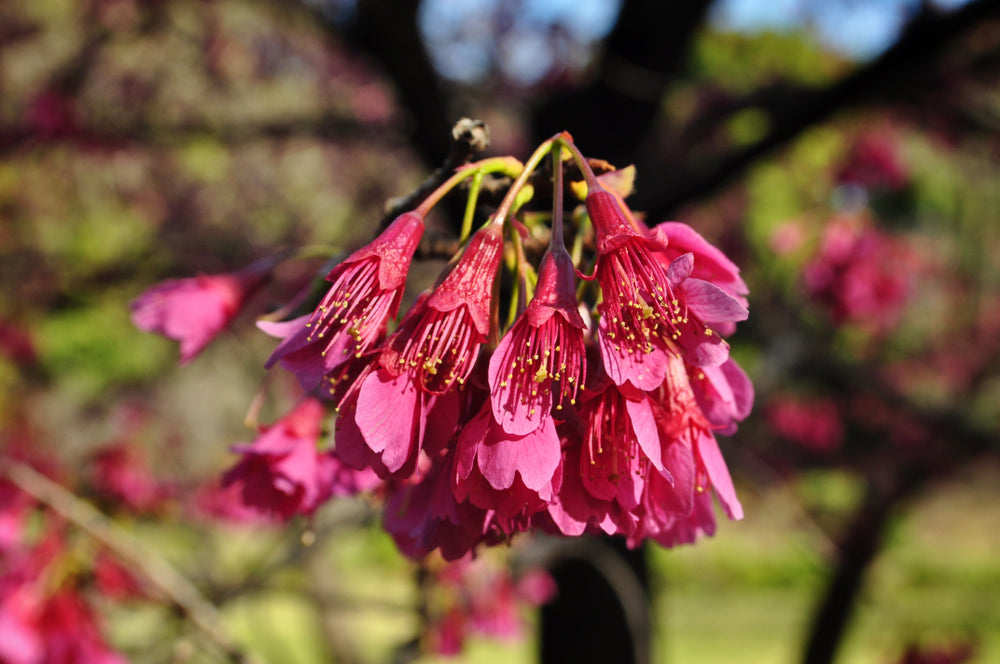 Cherry Floweri Campanulata-Red (Cherry Blossom Tree)