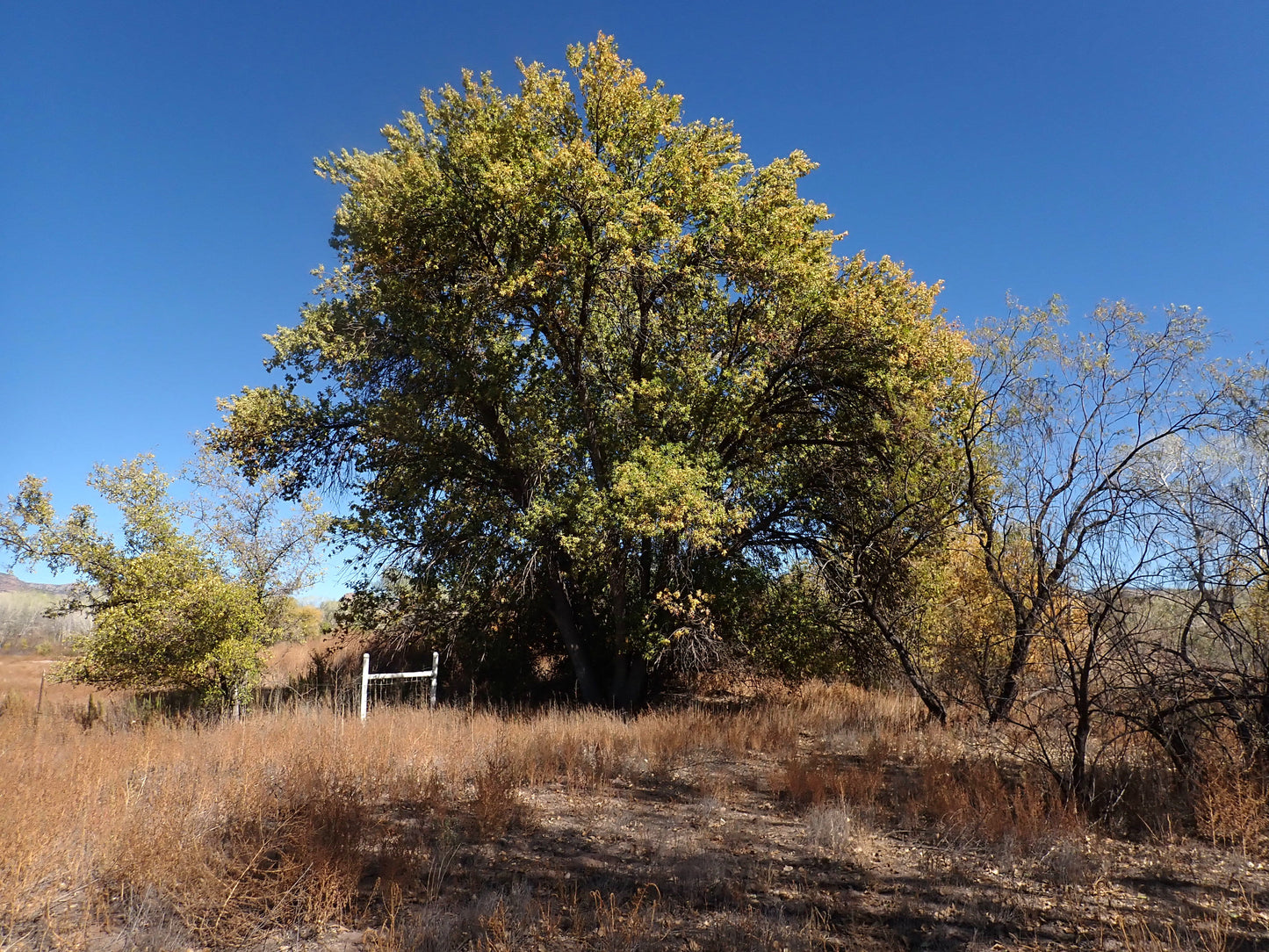 Fraxinus Velutina (Velvet Ash)