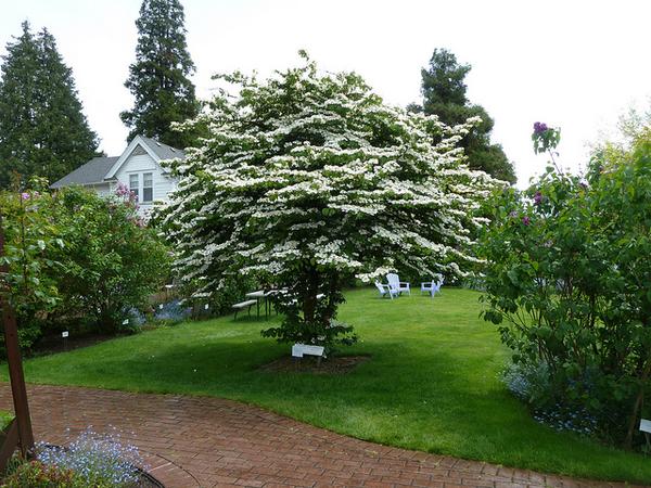 Viburnum Plicatum f. Tomentosum (Japanese Snowball)