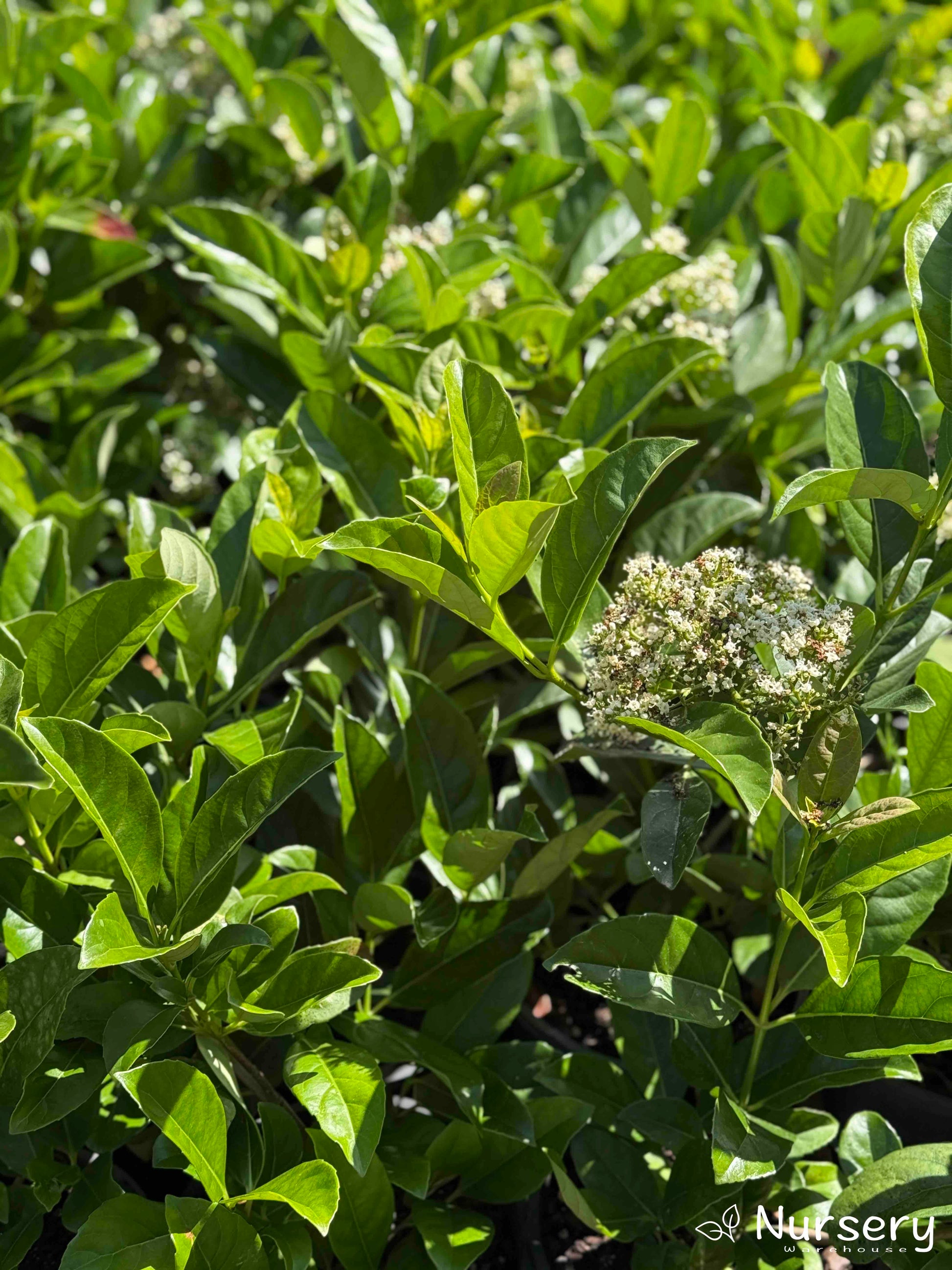 Close-up of Viburnum Odoratissimum leaves and delicate flowers.