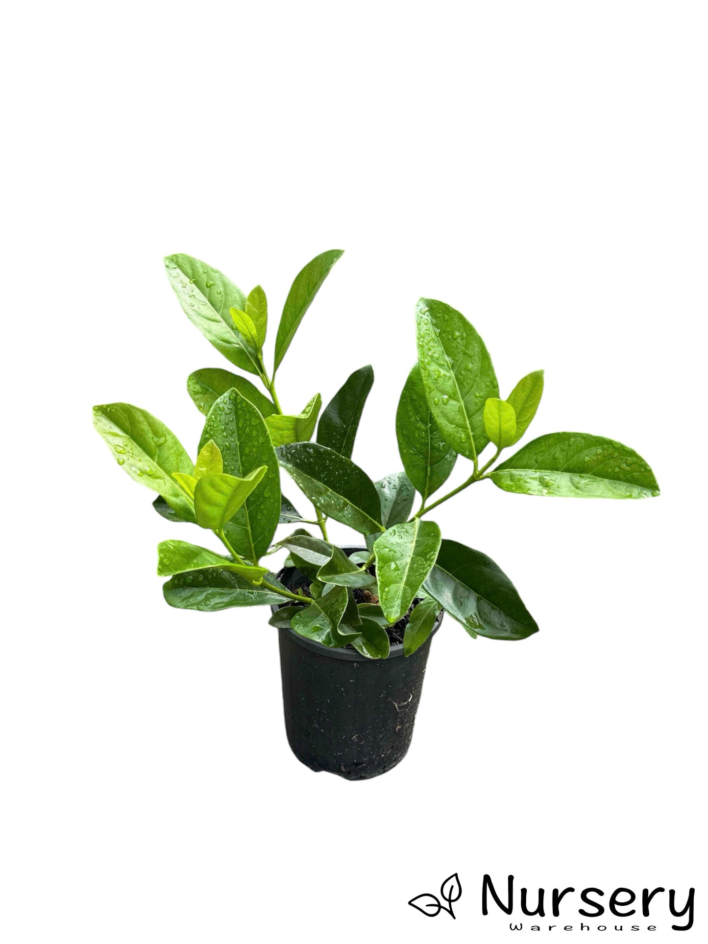 "Viburnum Odoratissimum (Sweet Viburnum) in a 140mm pot, ready for sale with lush green foliage."