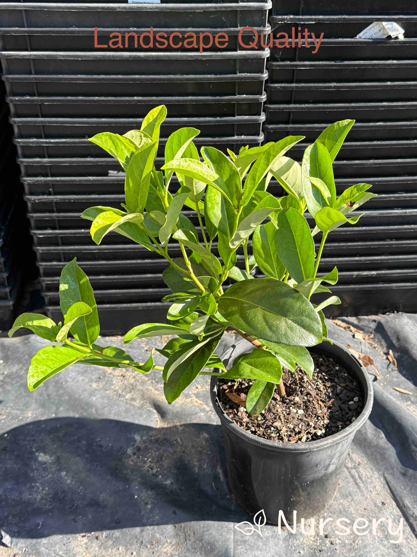 Viburnum Odoratissimum (Sweet Viburnum)